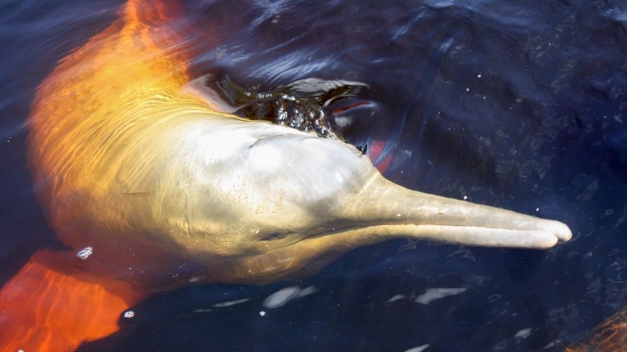 Amazonia do Amazon Ecopark - Pacote Turístico - Turvicam