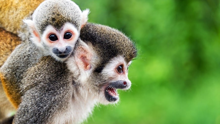 Amazonia do Amazon Ecopark - Pacote Turístico - Turvicam
