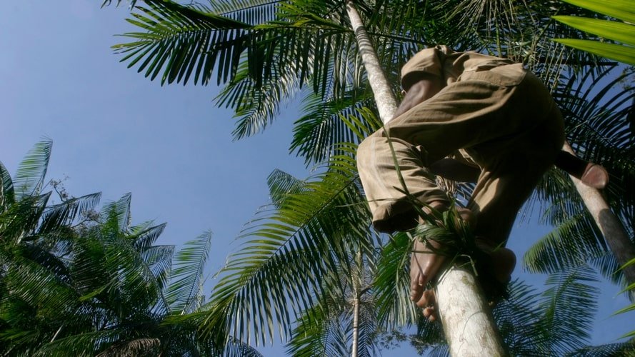 Amazon Clipper - Cruzeiro pelo Rio Negro - Pacote Turístico - Turvicam