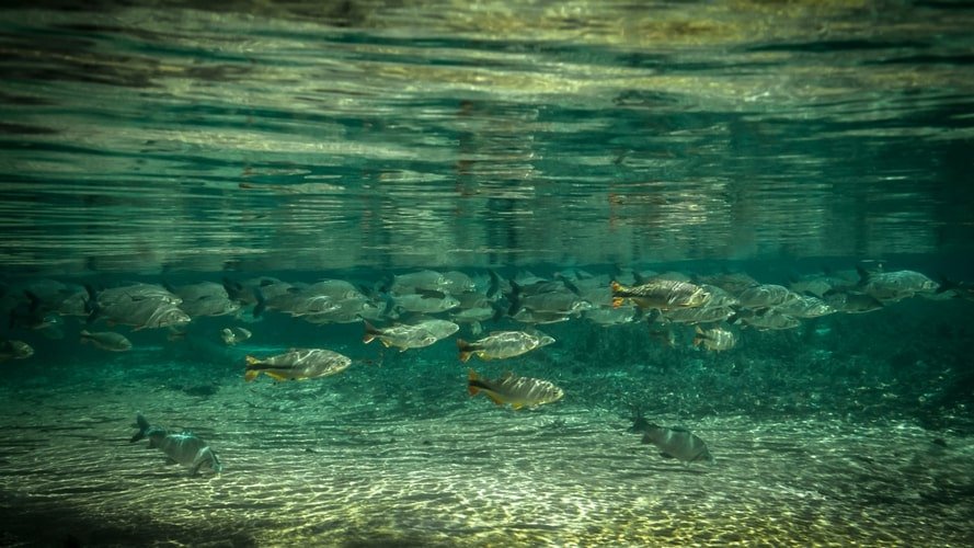 Bonito com Pantanal - Pacote Turístico - Turvicam