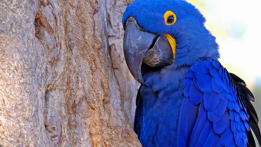 Bonito com Pantanal - Pacote Turístico - Turvicam