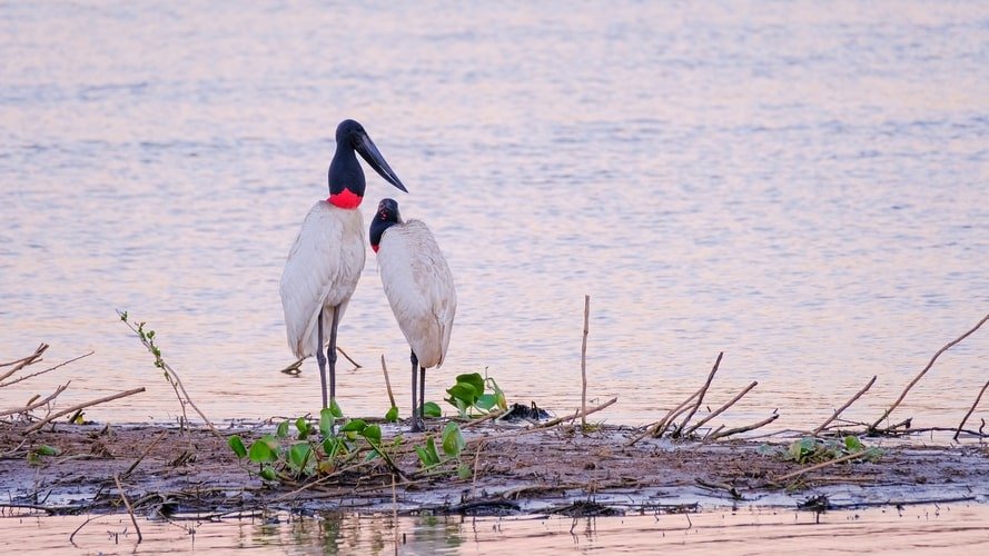 Bonito com Pantanal - Pacote Turístico - Turvicam