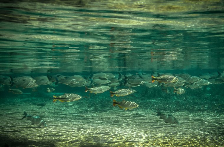 Bonito com Pantanal Turvicam