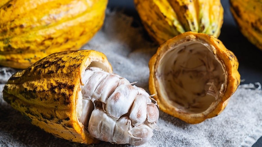 Conheça as palafitas coloridas pelos grafites da Ilha do Combu e seus sabores como o Chocolate Orgânico Amazônico.