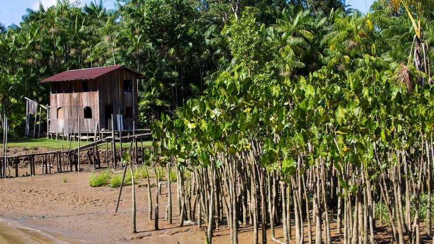 Conheça as palafitas coloridas pelos grafites da Ilha do Combu e seus sabores como o Chocolate Orgânico Amazônico.