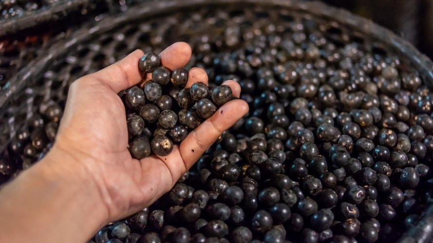 Conheça as palafitas coloridas pelos grafites da Ilha do Combu e seus sabores como o Chocolate Orgânico Amazônico.