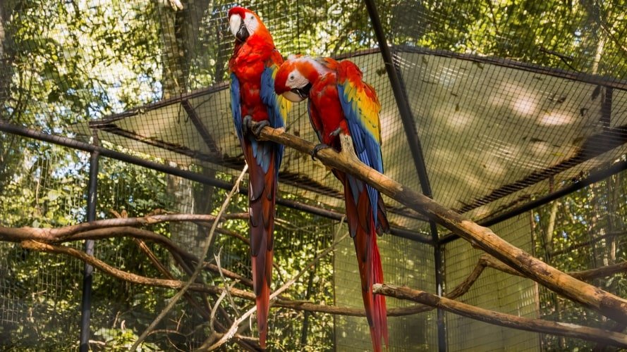 Foz do Iguaçu Completo - Pacote Turístico - Turvicam