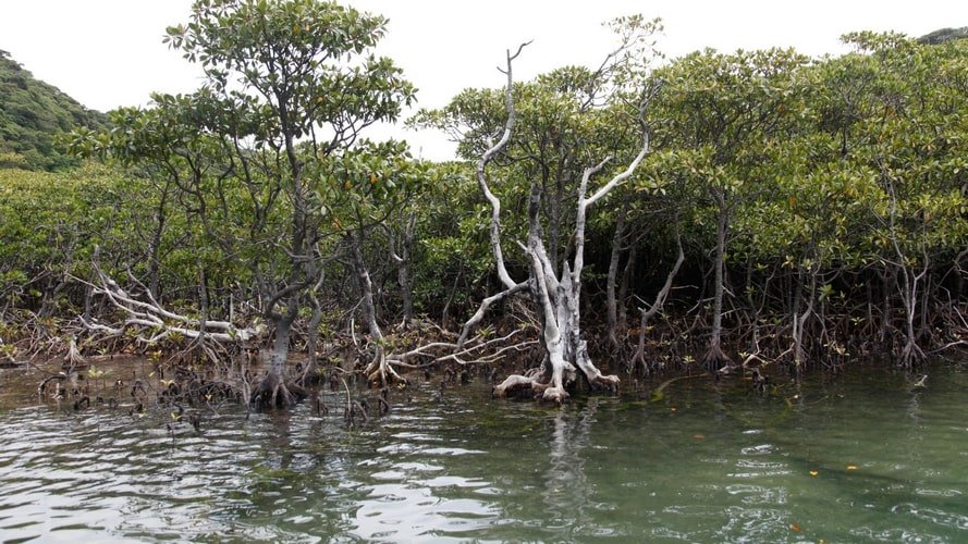 Belém e Ilha do Marajó - Passeio Regional - Turvicam