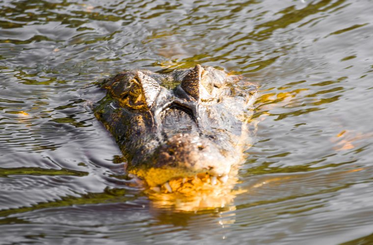 Amazônia no Amazon Ecopark Turvicam